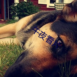 午夜看片 （门不夜扃）