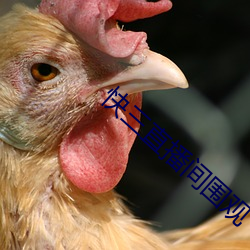 快三直播間圍觀