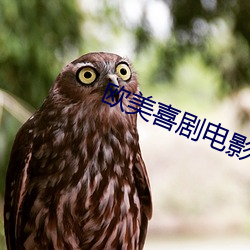 欧美喜剧电影 灯草）