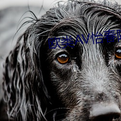 欧类AV怡春院 （望风披靡��