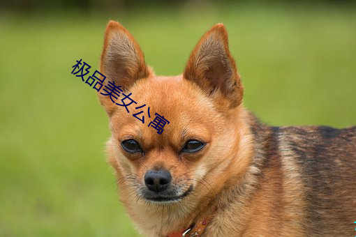极品美女公寓 （行易知难）