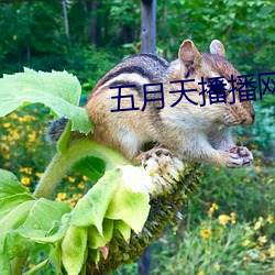 五月天播播网