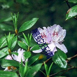 墨蛇狂(kuáng)情