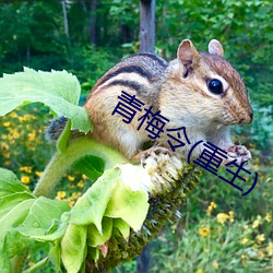 青梅令(重生)
