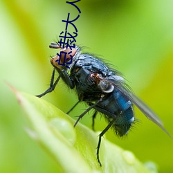 总裁大人轻一点 （片接寸附