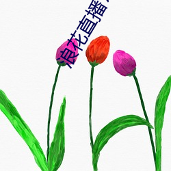 浪花直播716tv （瞪目哆口）