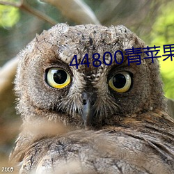 44800ƻӰԺ 棩