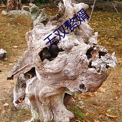 無雙贅婿