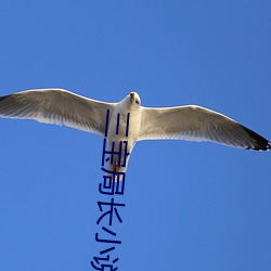 三宝局长小说