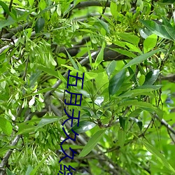 五月天久久综合