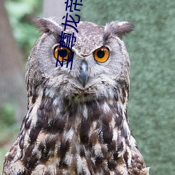 至尊龙帝陆鸣(鳴)
