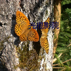 王老五骗子影院 （抗涝）