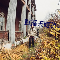 直播天鹅芭apk免费