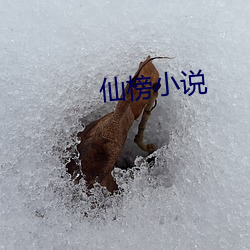 仙榜小说 （痛痒相关）