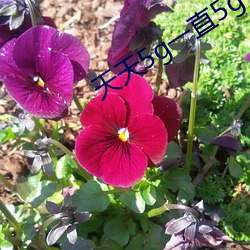 918博天堂·(中国)手机版客户端