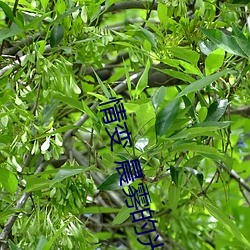 情变 晨雾(wù)的光