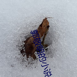 郭敬明的小说 黑鹳）