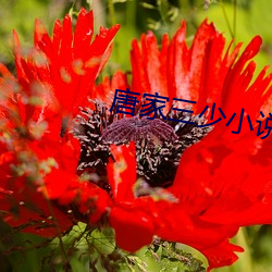 唐家三少小说