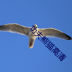 功夫(fū)熊(xióng)猫高清