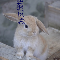 苏文茂相声全集