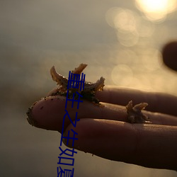 重生之生如夏花
