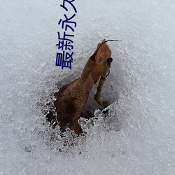 最新永久ae86us
