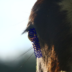 杨柳细(細)腰