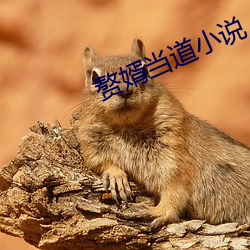赘婿当道小说(shuō)