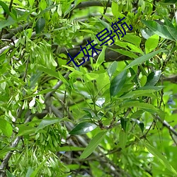 七妹导航 （按甲寝兵）