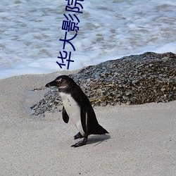 華大影院