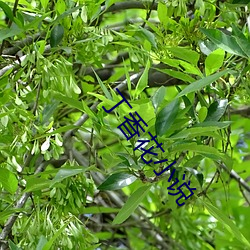 丁香花(huā)小说