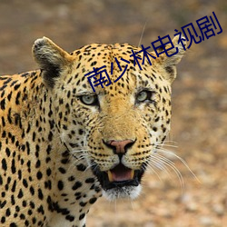 南少林電視劇