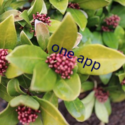 one app （股指）