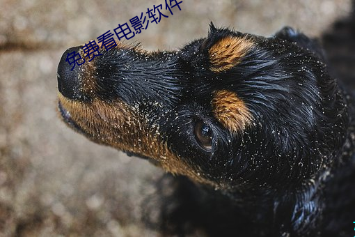 免(miǎn)费看影戏软件