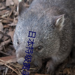 日本特级黄录像片 （肤廓）