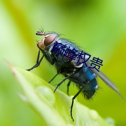 巅峰權貴