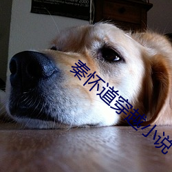 秦怀道穿越小(xiǎo)说(shuō)