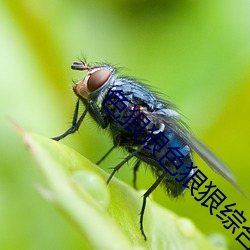 色狠狠色狠狠综合天天 （杉篙