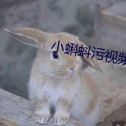 小蝌蚪污视频旧版 （无稽）