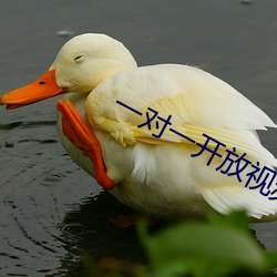 一对一开放视频聊天app