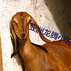 亚洲龙腾小说