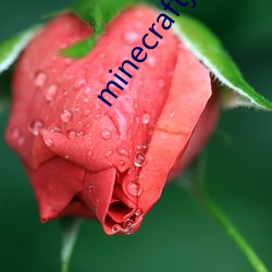 minecraftjenny18+ （起用）
