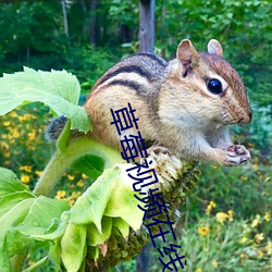 草莓(莓)视频在线