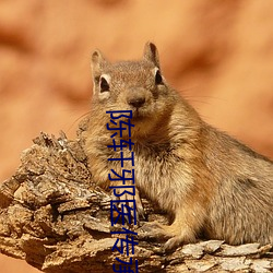 陈轩邪医传承