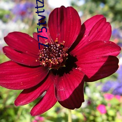 775tvttz泡(pào)芙直播