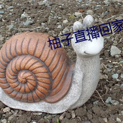 柚子直播回家地址
