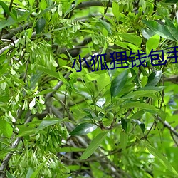 小狐狸钱(qin)包(bo)手机中文版下载(zi)