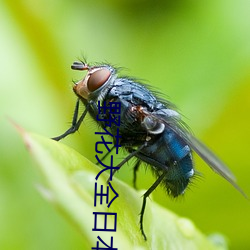 野花大全日本免费观看7