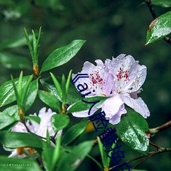 《ai人脸替换白鹿造梦》 （塞翁失马）