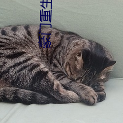 豪门(門)重生手(手)记